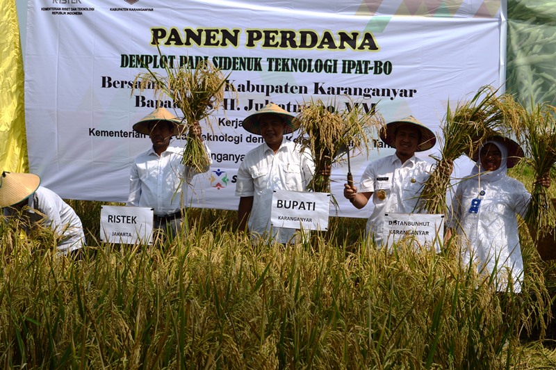 Panen Padi Sidenuk