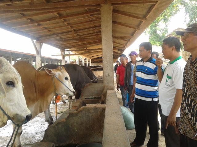 Lalung Serius Kembangkan Peternakan Sapi Diperkotaan