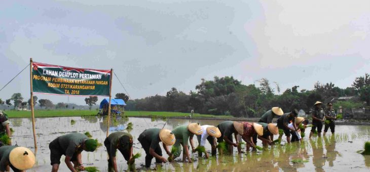 Dandim 0727/Kra Tanam Padi IR64 Bersama Penyuluh