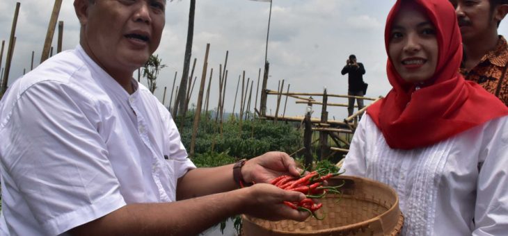 Panen Lombok di Ganten, Kerjo, Petani Undang Bupati Karanganyar