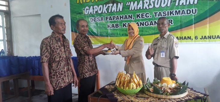 Tasyukuran Panen Raya Gapoktan “Marsudi Tani”