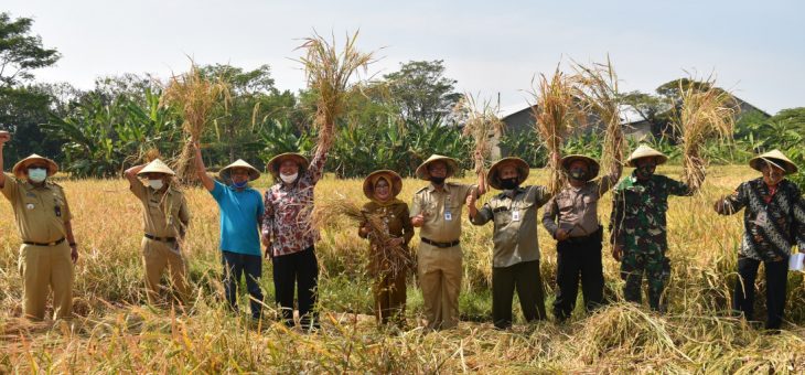 BUMDes JATEN BERMARTABAT PASARKAN BERAS ORGANIK VARIETAS  INPAGO UNSOED I