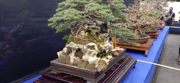 Bonsai Santigi Juara Lomba Bonsai di Kabupaten Karanganyar