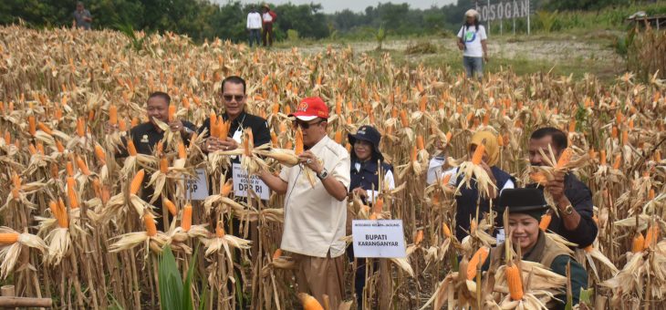 Komisi IV DPR RI Dorong Program Pemanfaatan Lahan Pekarangan Serta Hilirisasi Kelapa Genjah