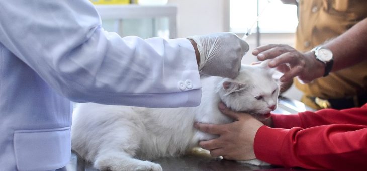 WORLD RABIES DAY, RATUSAN EKOR KUCING IKUTI VAKSINASI RABIES