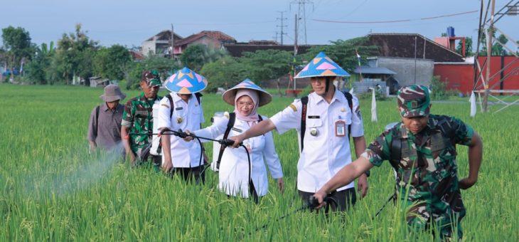 Semprot Hama Wereng Bareng Petani, Karanganyar Siap Panen Raya