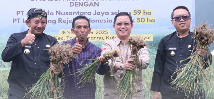 Panen Bawang Putih di Pancot Lampaui Target, Bupati Karanganyar Dampingi Dirjen Hortikultura